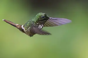 Festive Coquette (Lophornis chalybeus) flying and feeding at a flower in the Atlantic rainforest of southeast Brazil
