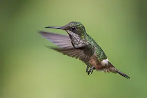 Festive Coquette (Lophornis chalybeus) flying and feeding at a flower in the Atlantic rainforest of southeast Brazil