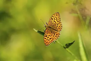 Feuriger Perlmuttfalter (Fabriciana adippe)