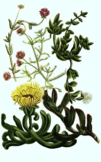 Ficoides africana procumbens, erecta