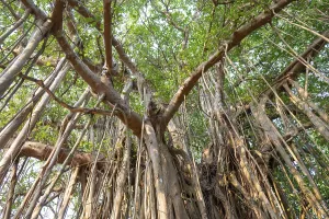 Ficus benghalensis, banyan fig