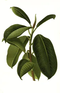 Ficus eleastica, India-Rubber Plant