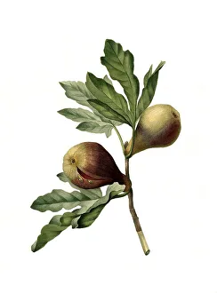 Ficus (Ficus carica), Feige, Feigenbaum