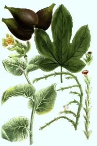Ficus, fig, and ficoides, Hortipedia
