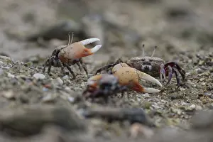 Fiddler crab (Uca chlorophthalmus)