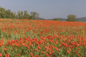 Field of blooming Papaver rhoeas (common poppy)