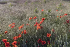 Field of blooming Papaver rhoeas (common poppy)