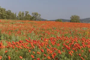 Field of blooming Papaver rhoeas (common poppy)