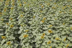 Field of blooming sunflowers. Sunflowers Field