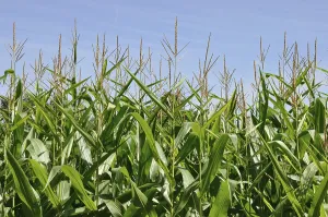 Field of corn