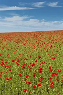 Field with corn poppies (Papaver rhoeas)