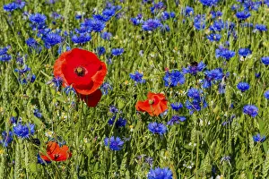 Field with cornflower, humblebee and poppy in the sun