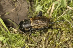 Field cricket (Gryllus campestris)