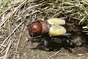 Field cricket (Gryllus campestris)