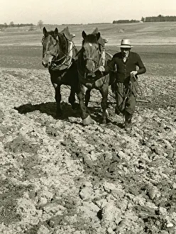 Field cultivation with two horses and harrow