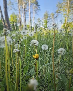 Field of dandelions in different growth stages