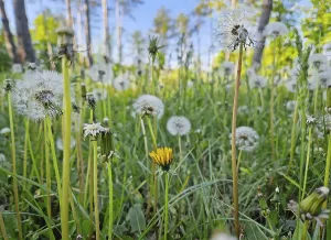 Field of dandelions in different growth stages