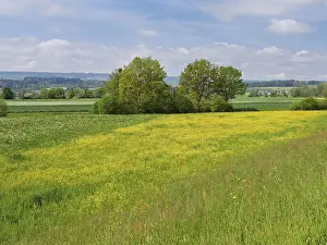 Field of flowering buttercup (Ranunculus)