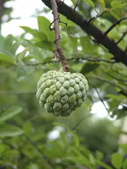 Field of food Custard Apple Annona squamosa