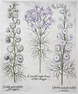 Field and garden delphinium (Consolida regalis)