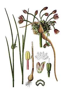 Field garlic (Allium oleraceum)