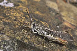 Field Grasshopper (Chorthippus brunneus)
