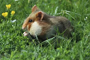Field hamster, Cricetus cricetus