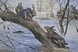 Field hare, Hares have taken refuge from a flood on a tree trunk