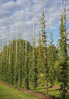 Field of hops (Humulus lupulus) at Granna