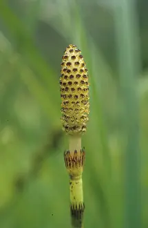 Field horsetail (Equisetum arvense)