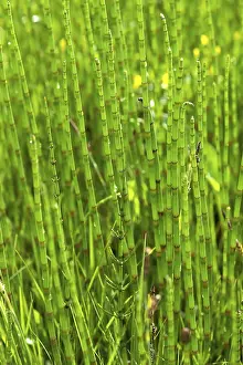 Field Horsetail (Equisetum arvense)