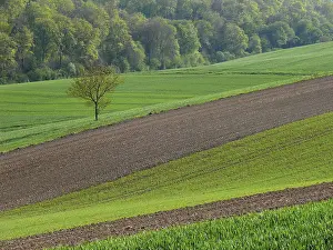 Field landscape in Kraichgau, Baden-Wurttemberg