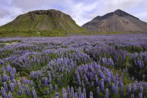 Field of lupins planted to combat soil erosion at Hamar