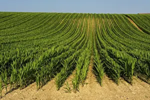 Field of maize, Limagne plain, Puy de Dome department