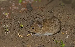 Field mouse Microtus arvalis'<br> Field mouse Microtus arvalis