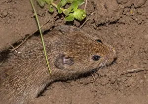 Field mouse Microtus arvalis'<br> Field mouse Microtus arvalis