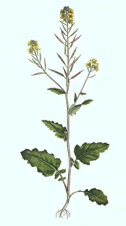 Field mustard (Sinapis arvensis) or field mustard