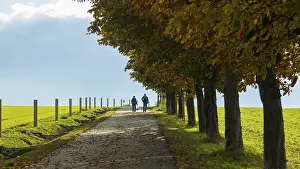 Field path by the Babisnau poplar on the heights above the Elbe valley