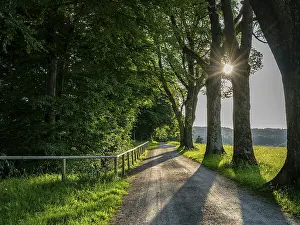 Field path in the forest, Bad Toelz