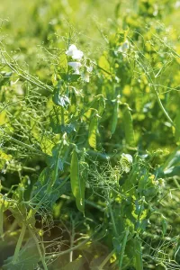 Field with peas (Pisum) in bloom, Saxony, Germany