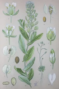Field Penny-cress (Thlaspi arvense)