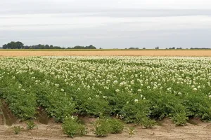 Field with potato plants (Solanum tuberosum) at flowering time