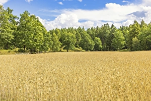 Field with ripe crops by a deciduous forest a beautiful sunny summer day