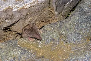 Field shrew Crocidura leucodon'<br> Field shrew Crocidura leucodon