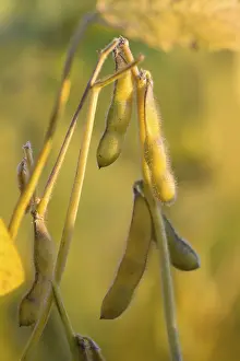 Field with soja (Glycine max), soybean