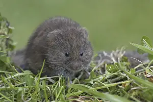 Field Vole (Microtus agrestis)