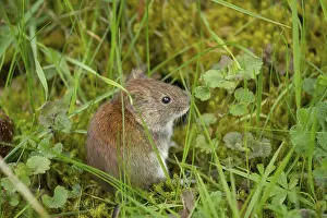 Field vole (Microtus agrestis) adult rodent animal in grassland