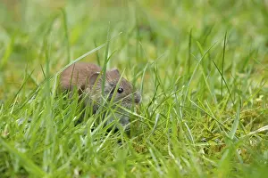 Field vole (Microtus agrestis) adult rodent animal in grassland