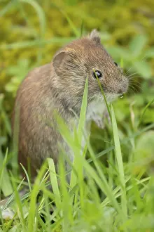 Field vole (Microtus agrestis) adult rodent mammal in grassland