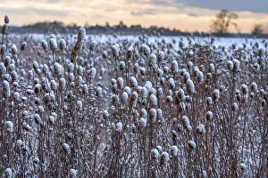 Field of wild teasel (Dipsacus fullonum) covered with snow bonnets